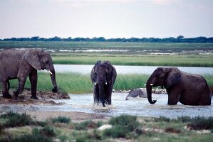 Elephants having bath in pond, Namibia