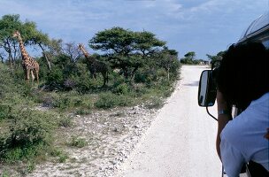 Tourist photographing giraffe from car in Etosha National Park, Namibia