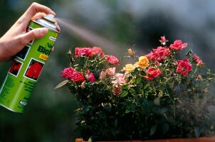 Pesticide being sprayed on flowers