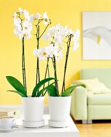 White orchids, yellow wallpaper in the background, green sofa