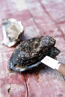 Close-up of closed oyster being opened with knife