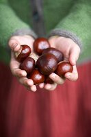 eine Hand voll Kastanien aus dem Herbstwald