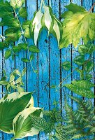 Close-up of various leaves on blue painted wooden board