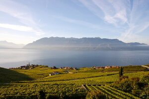 Blick von den Weinbergen auf Rivaz am Genfer See