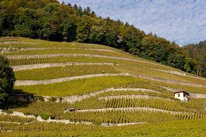 Weingut Domaine Ovaille bei Yvorne in der Schweiz