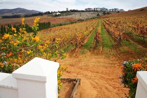 Südafrika, Weingut Meinert, Weinberg mit Rebstöcken