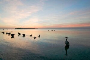 Gänse auf dem Öresund im Abendrot, Blick von Ribersborg Beach.