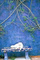 weiße Katze, liegt auf einer Bank, Wand blau.