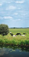 Schwarzbunte Kühe, Wiese, Baum, Fluss, Landschaft, Holland