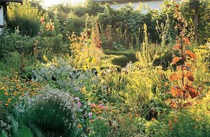 Blooming flowers and herbs in cottage garden, Germany