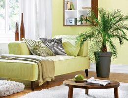 Pygym date palm next to sofa with pillows and window against green wall