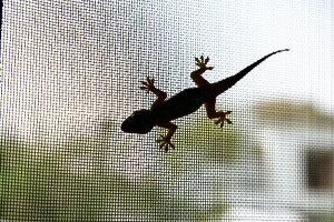 Indien, Gecko an einem Insektengitte r