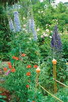 Red poppies, delphinium, foxglove, pea trellis