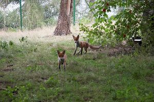 Fox in National park Kellerwald-Edersee, Hesse, Germany