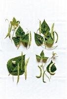 Different types of beans with leaves and flowers on white background