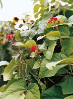 Flowering Runner Bean