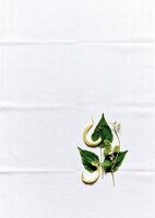 Beans with leaf and flower on white background, copy space