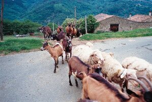 Ziegenherde in der Ardèche 