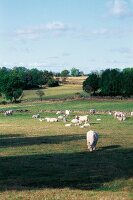 White cattle grazing on plateau of Ardeche, France