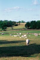 Hochplateau an der Ardèche 