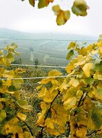 Weinanbaugebiet im Schwarzwald 
