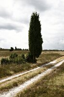 Lüneburger Heide, Landschaft, bewölkt