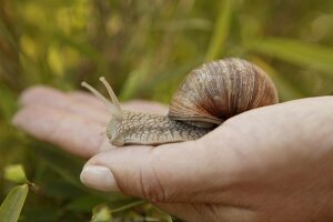 Weinbergschnecke auf einer Hand