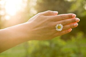 Close-up of hand with daisy in between fingers and sun rays falling on it