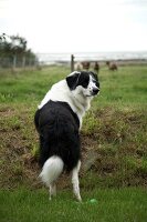 Hund schwarz-weiß steht auf Wiese. X 