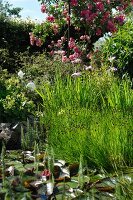 Garden pond with overgrown fir, water lilies and rushes