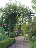 White rambler roses grown on pergola in garden