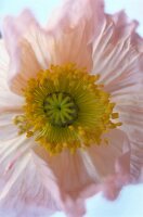 Offene Blüte von rosanem Islandmohn, close - up.