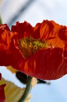 Close-up of red bloomed poppy