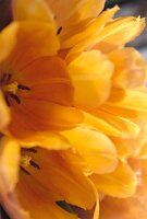 Close - up von vielen gelben geöffenten Tulpenblüten.