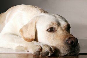 Labrador Rudi, entspannt im Studio