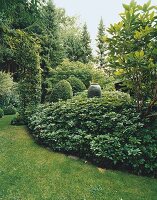 Pachysandra with trees and box ball in garden