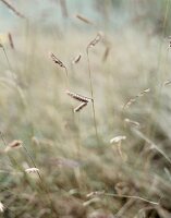 Close-up of dry grass