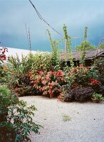 Overgrown plants in pots, red flowers and climbers in garden