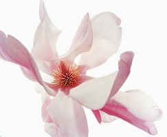 Close-up of gretel eisenhut flower on white background