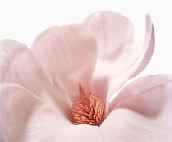 Close-up of magnolia forest's pink flower on white background