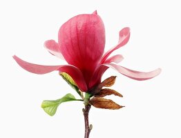 Close-up of magnolia flower on white background