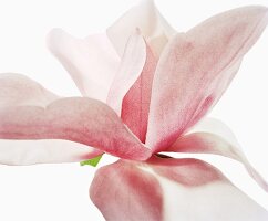 Close-up of Magnolia campbellii flower on white background