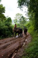 View of elephants with mahouts on dirt track in rainforest, Thailand