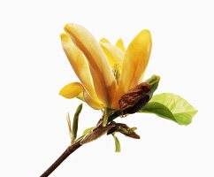 Close-up of koban dori yellow flower on white background