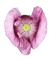 Close-up of opium poppy on white background