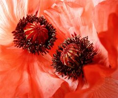 Close-up of red poppy flower on white background