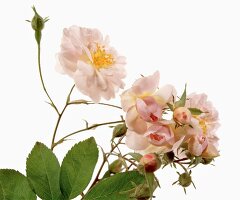 Name: Rosa multiflora Carnea Thory 