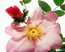 Name: Rosa roxburghii Hirtula 