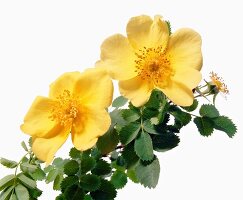 Name: Rosa lutea Maxima 