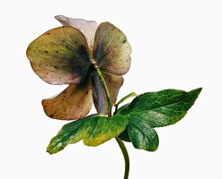 Close-up of red helleborus orientalis hybrids on white background